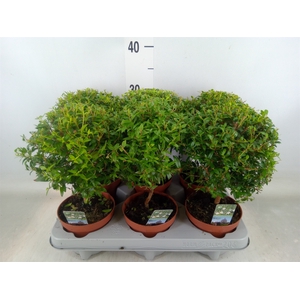 Myrtus communis