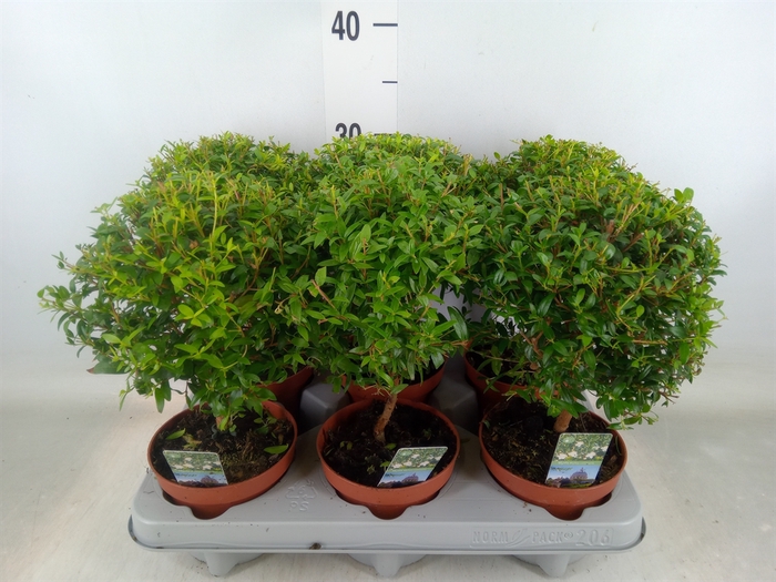 <h4>Myrtus communis</h4>
