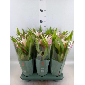 Guzmania  'Deseo Magical White'