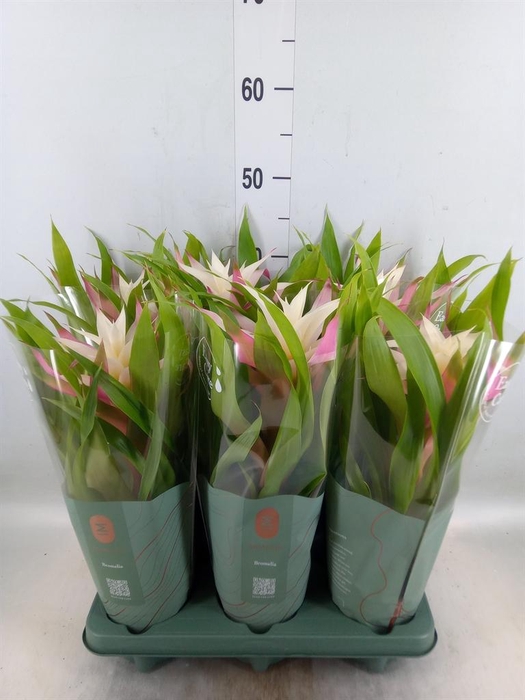 <h4>Guzmania  'Deseo Magical White'</h4>