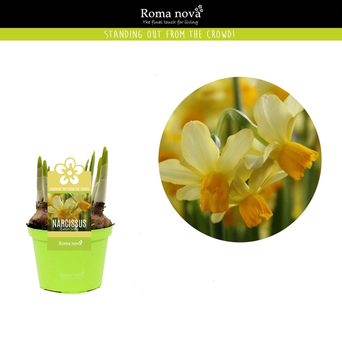 <h4>Narcissus</h4>