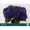 Hydrangea royal king