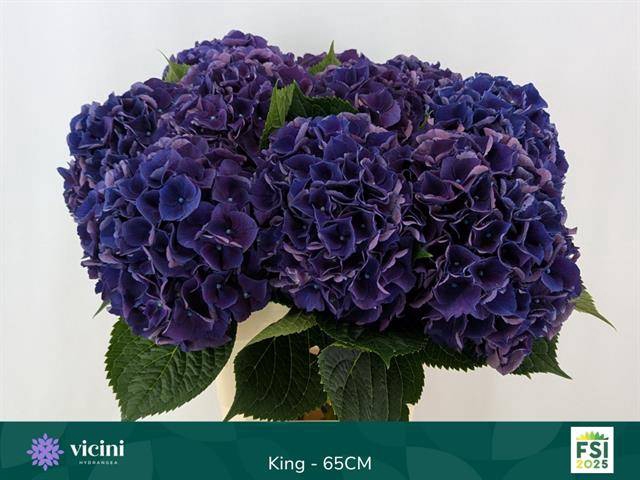 Hydrangea royal king