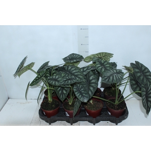 ALOCASIA DRAGON SCALE P12