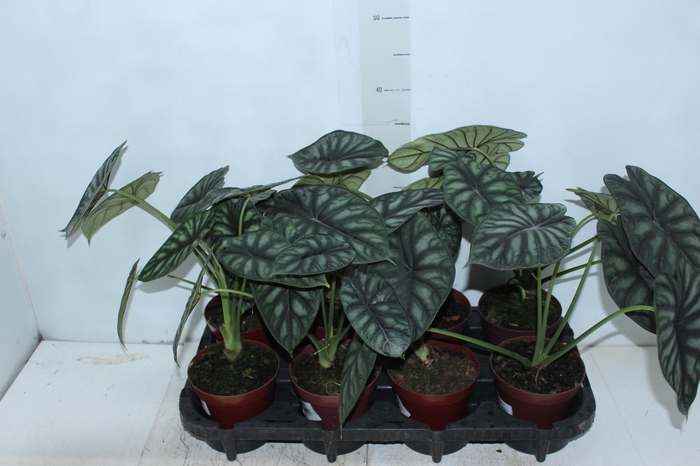 <h4>ALOCASIA DRAGON SCALE P12</h4>
