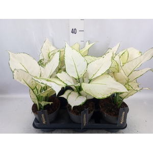 Aglaonema  'White Joy'