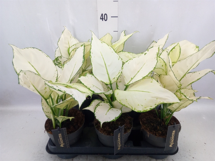 <h4>Aglaonema  'White Joy'</h4>