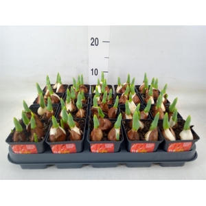 Tulipa DU 'Red Baby'