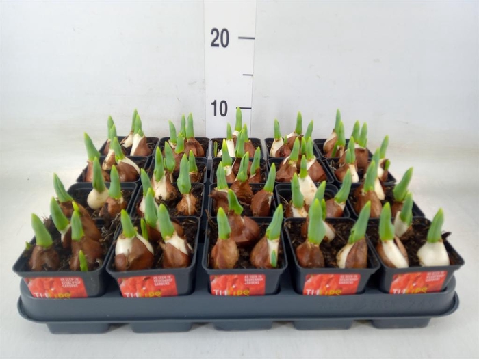 <h4>Tulipa DU 'Red Baby'</h4>