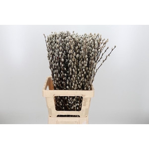 Salix Wilgenkatjes