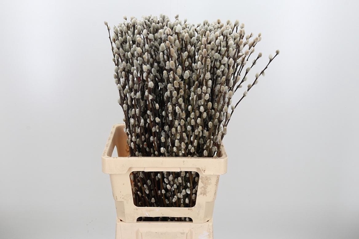 <h4>Salix Wilgenkatjes</h4>