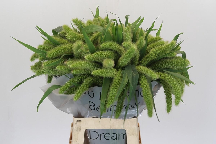 <h4>Setaria Italica Volle Melk</h4>