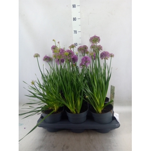Allium  'Millenium'
