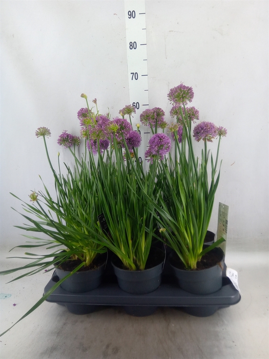 <h4>Allium  'Millenium'</h4>