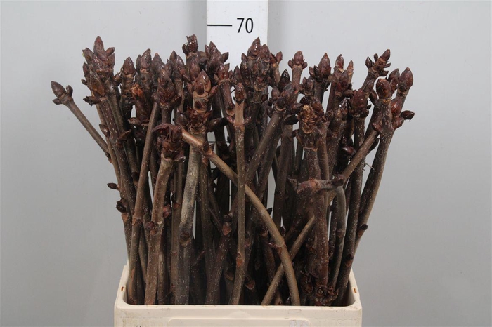 <h4>Aesculus Hippoc Tak</h4>