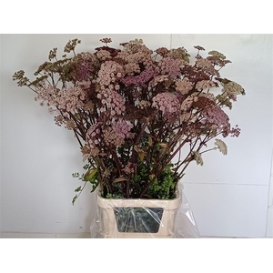 Angelica Gigas