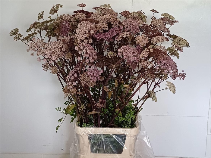 <h4>Angelica Gigas</h4>