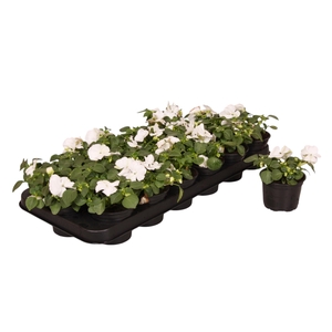 Impatiens Walleriana wit p9