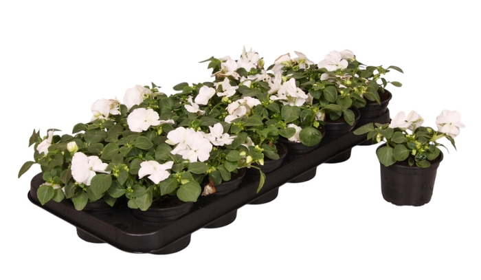 <h4>Impatiens Walleriana wit p9</h4>