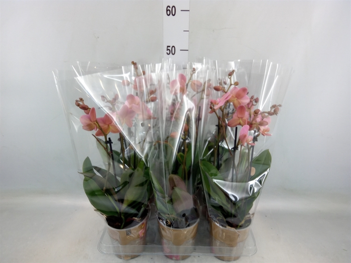 <h4>Phalaenopsis multi. 'Ant Treviso'</h4>