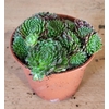 SEMPERVIVUM-HYBRID p12 summer