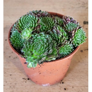 SEMPERVIVUM-HYBRID