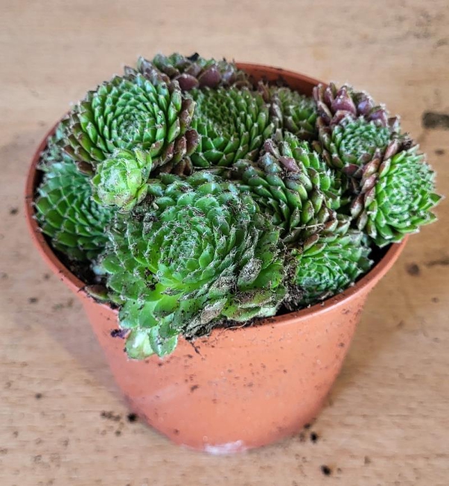SEMPERVIVUM-HYBRID p12 summer