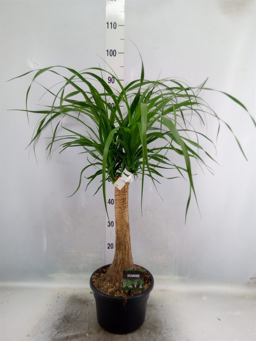 <h4>Beaucarnea recurvata</h4>