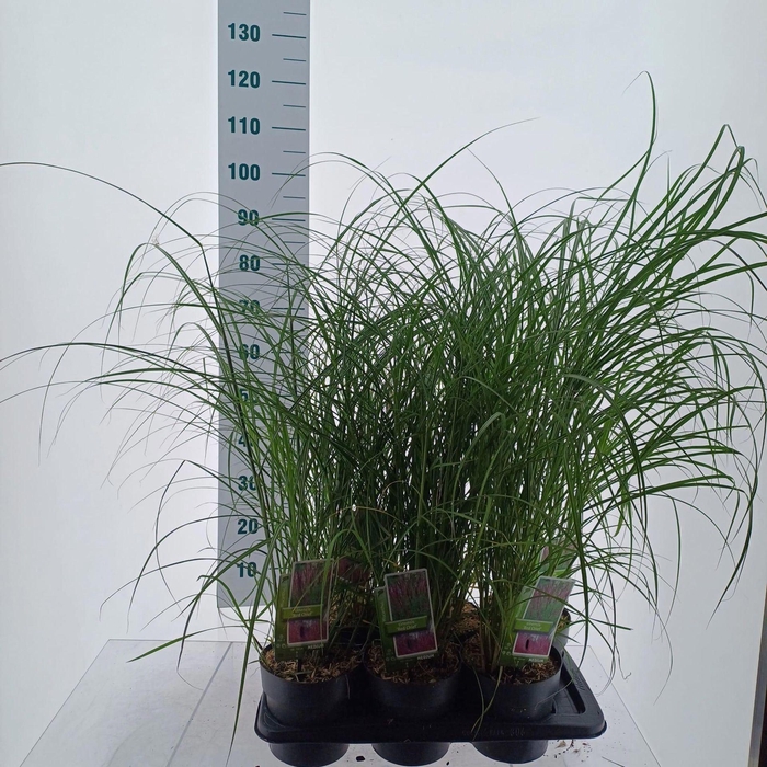 <h4>Miscanthus Red Chief</h4>