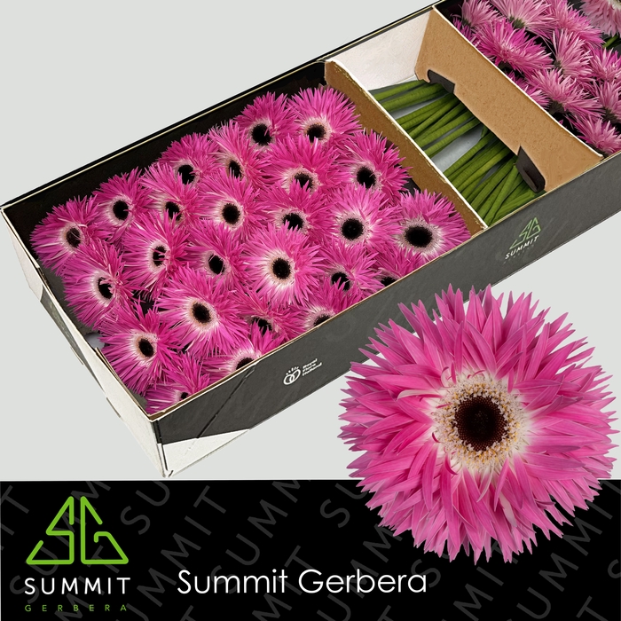 Gerbera Spider Stitch Doos