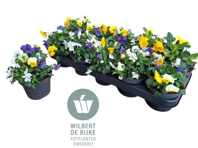 Vio Co Em Mm Stockho