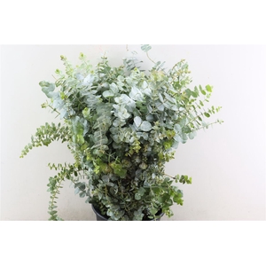 Euca Baby Blue 400gr Pbs