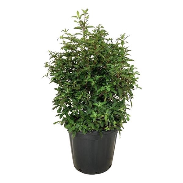 <h4>Clethra barbinervis</h4>