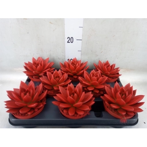 Echeveria  'Miranda'