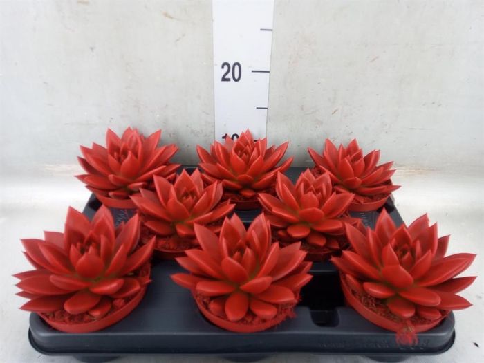 <h4>Echeveria  'Miranda'</h4>