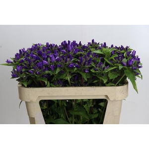 campanula glomerata Other