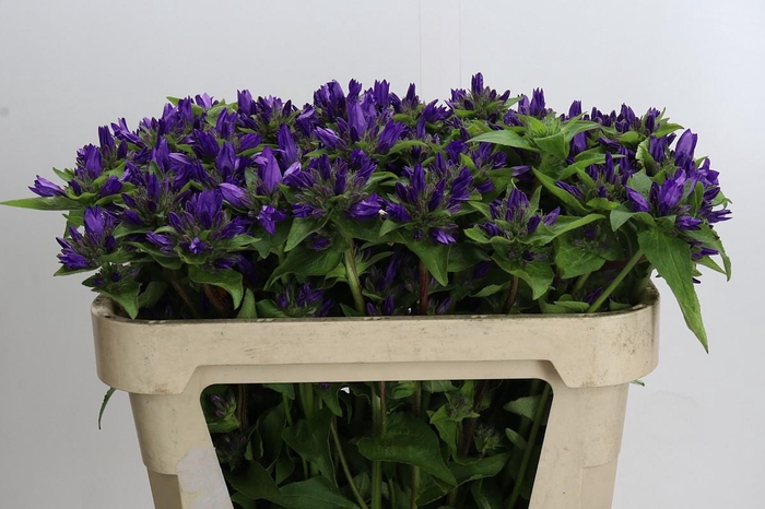 <h4>campanula glomerata Other</h4>