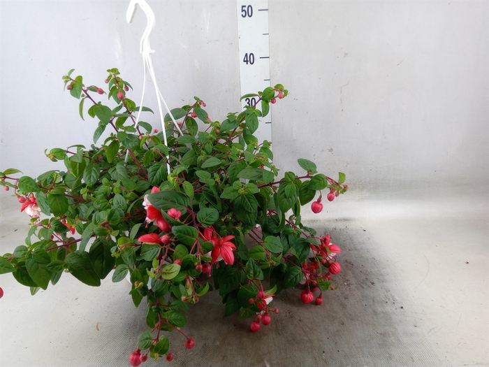 <h4>Fuchsia   ...</h4>