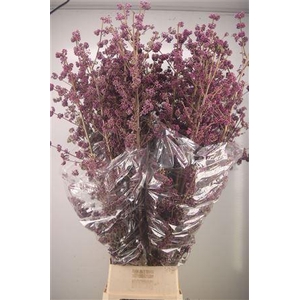 Callicarpa Bod Profu