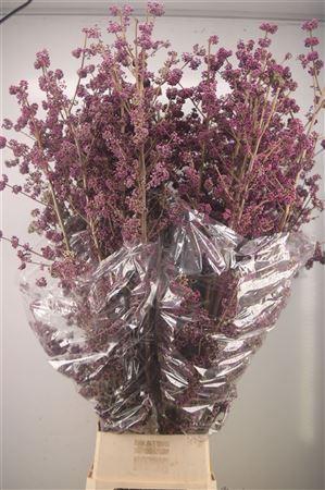 <h4>Callicarpa Bod Profu</h4>