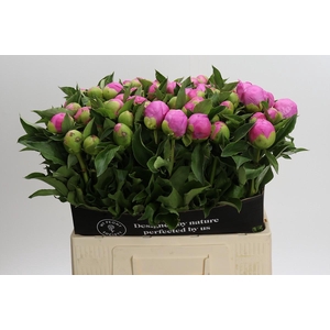 Paeonia Monsieur Jules Elie