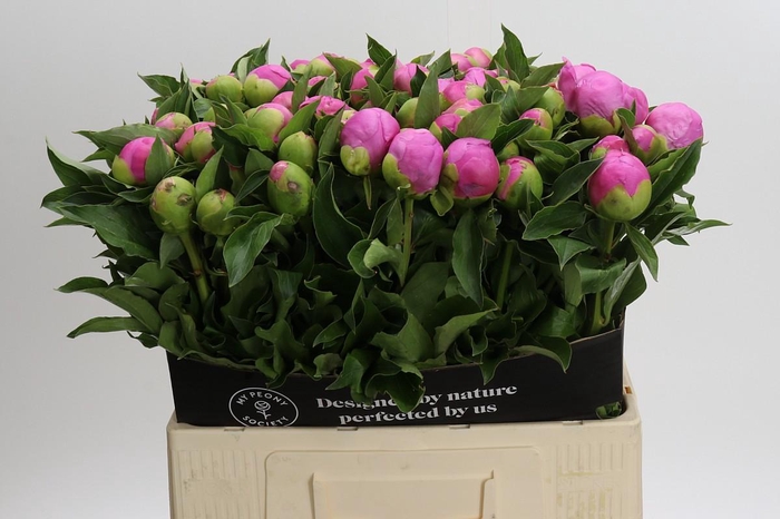 Paeonia Monsieur Jules Elie