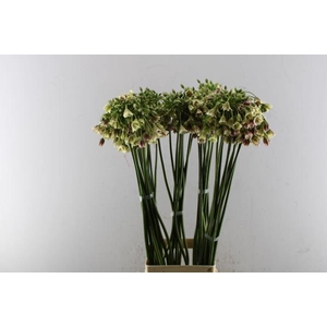 Nect Allium Siculum