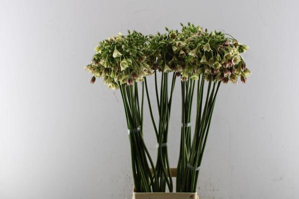 <h4>Nect Allium Siculum</h4>