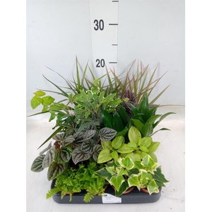 Planten  ..mix