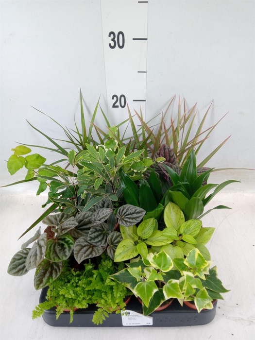 <h4>Planten  ..mix</h4>