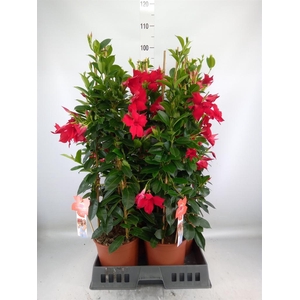 Mandevilla sand. 'SumStar Red'