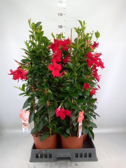 <h4>Mandevilla sand. 'SumStar Red'</h4>