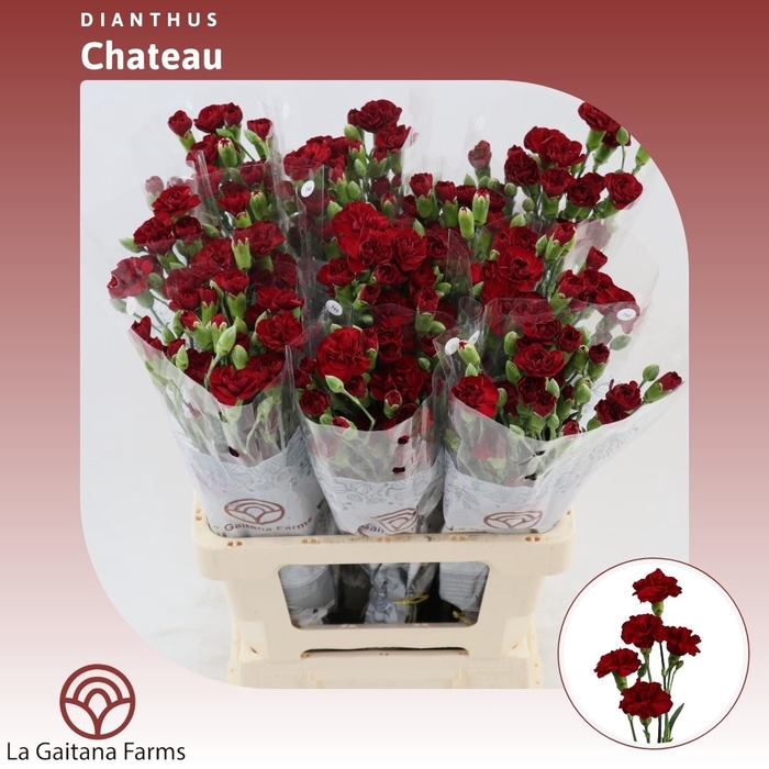 <h4>Dianthus tr Chateau</h4>