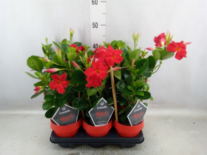 <h4>Mandevilla  'Sundavil Early Scarle'</h4>